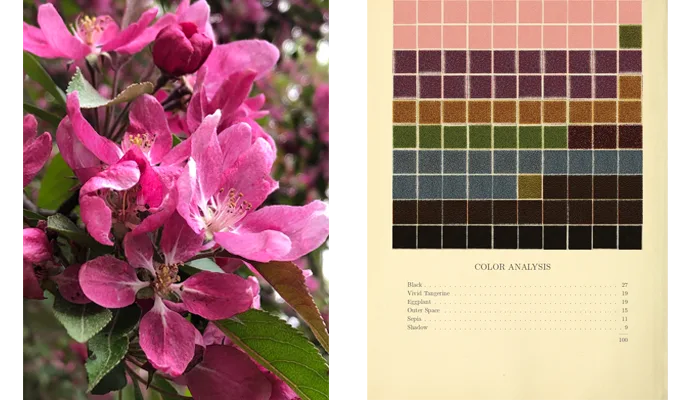 image of bright pink crabapple flowers and a colour chart in the style of Emily Noyes Vanderpoel
